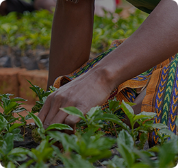 Grow for Sustainability